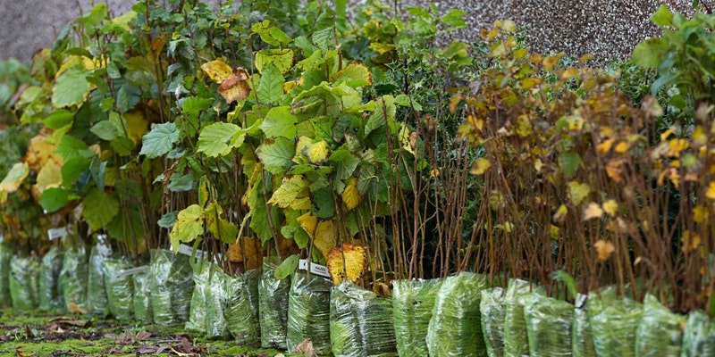 Fife Community Tree Planting Workshop
