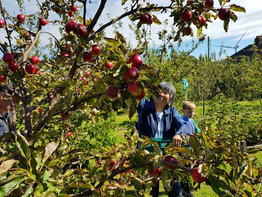 Apple harvest open day at CLEAR