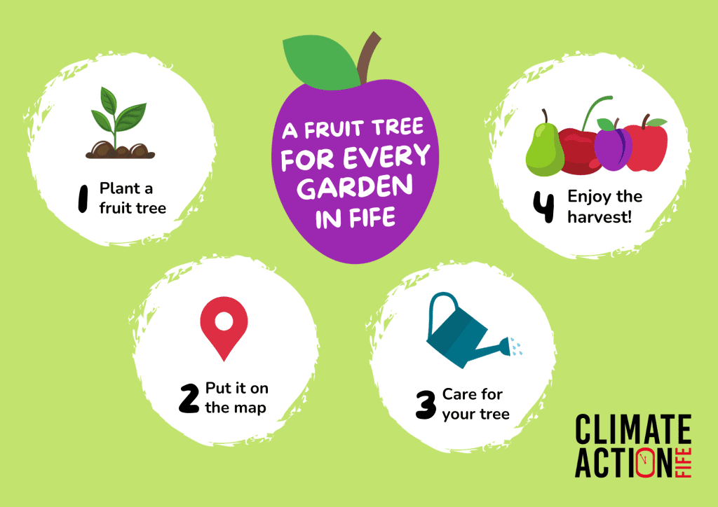 Diagram showing the steps to taking part in A Fruit Tree for Every Garden in Fife.