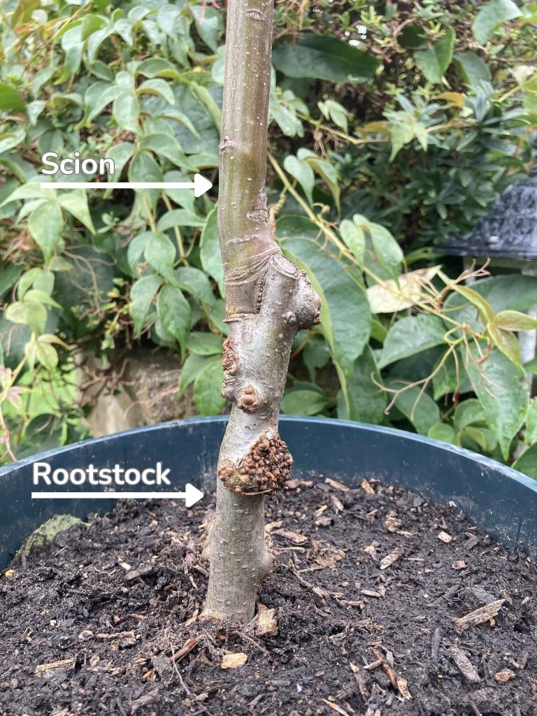 Image showing the join between a scion (the top part of the tree) and the rootstock (the lower part).