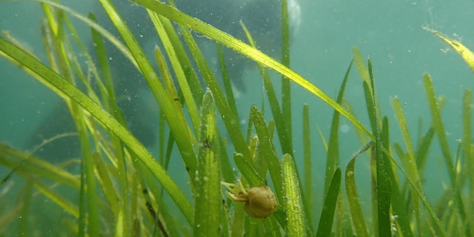 FCCAN Networking Event – Fife Marine Restoration, Ecology Centre (Kinghorn)