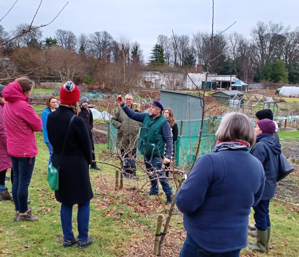 Climate Friendly Gardens – winter fruit tree pruning and care