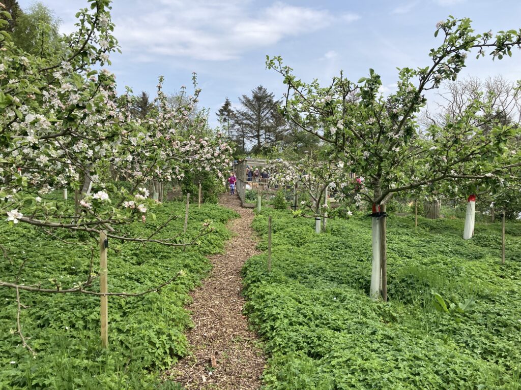 Climate Friendly Gardens – Summer Fruit Tree Pruning Workshop