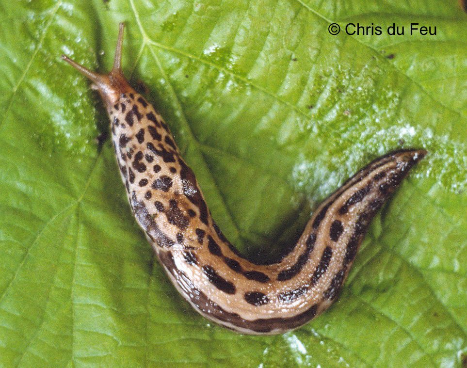 See Past the Slime: Learn to Identify Slugs