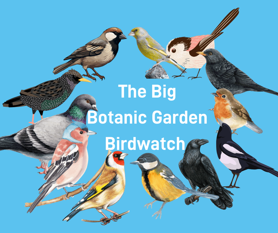 Big Botanic Garden Birdwatch