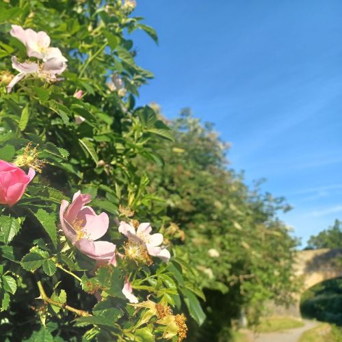 Can hedgerows help us save the world?