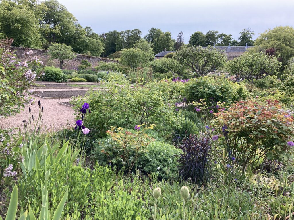 Pick-up a fruit tree at Cambo Gardens