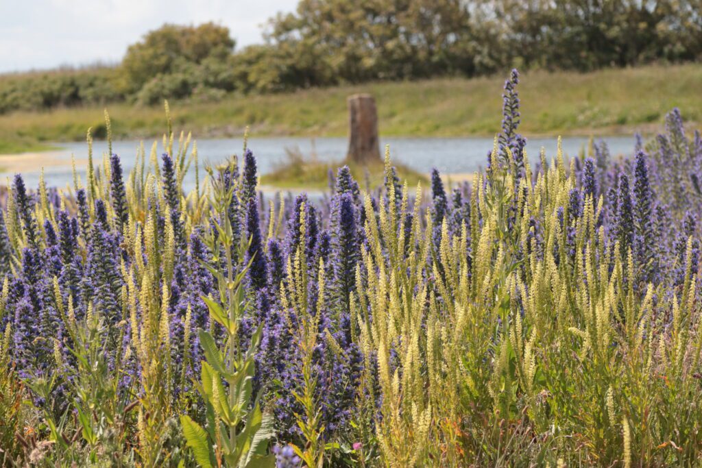 Tree Planting – Kilminning Community Nature Reserve
