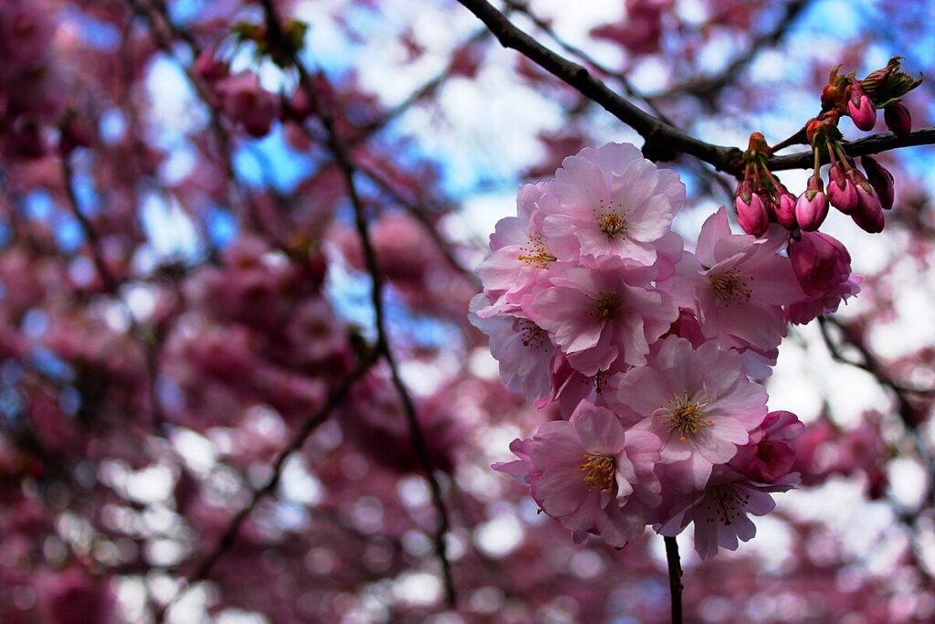 Sakura Cherry Tree Party