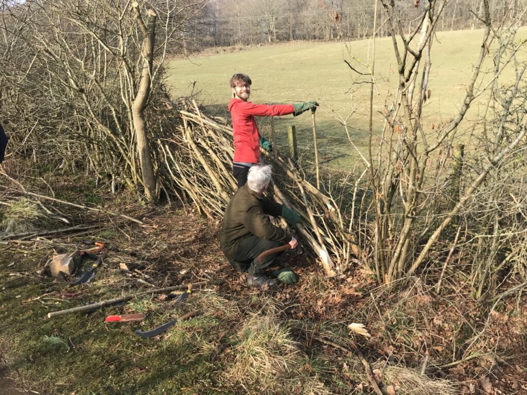Hedge Laying Workshop at Lochore Meadows Park