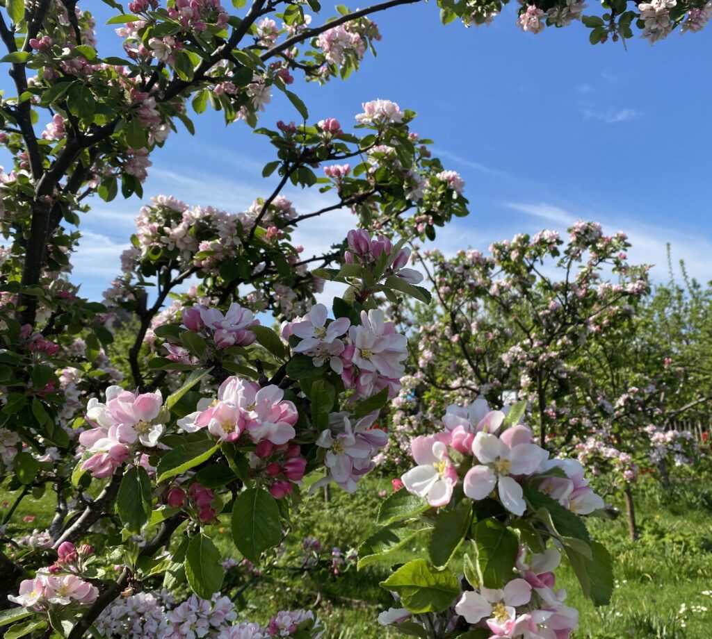 Winter tree pruning workshop – Buckhaven