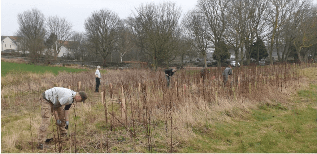 Community Tree Planting in Crail