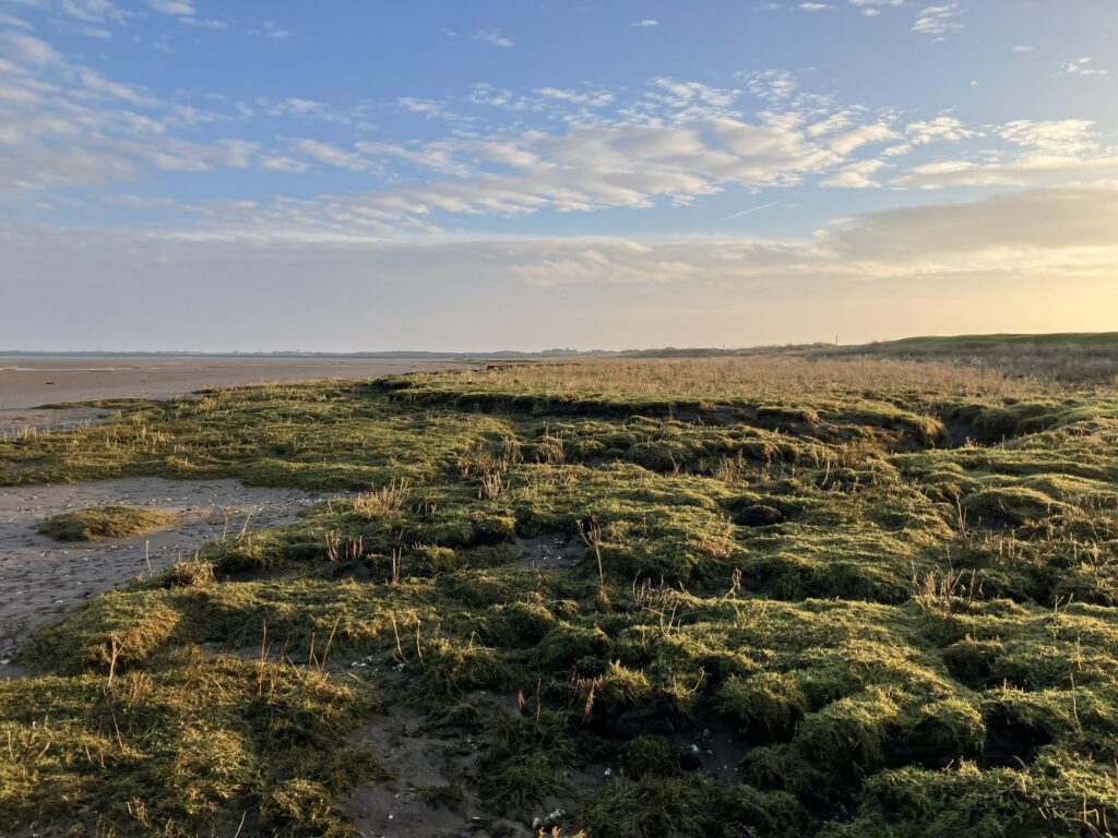 Saltmarshes, Seas and Sustainability