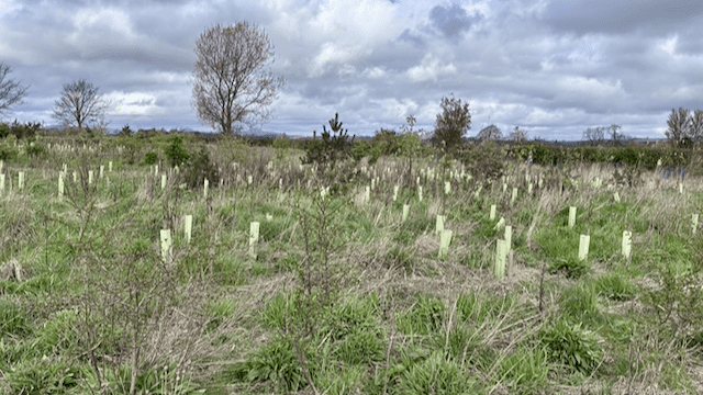 Tree-based activities at Bat’s Wood